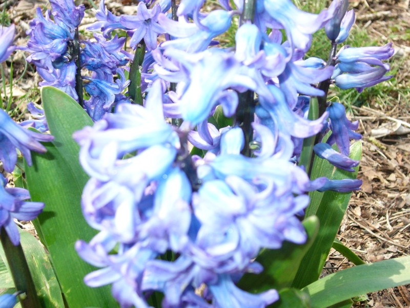 Blue Flowers 2.JPG